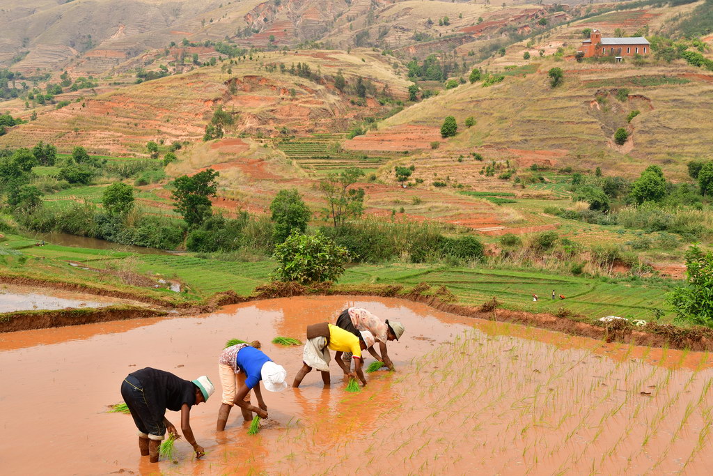 Rice Paddies, Betafo Rgn